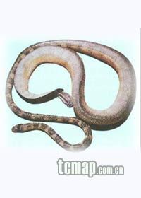  天下民宿 特产 之 海蛇 