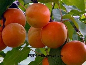  天下民宿 特产 之 北寨红杏 