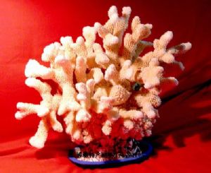  天下民宿 特产 之 海南珊瑚 