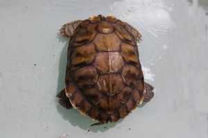  天下民宿 特产 之 南海海龟 