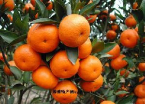  天下民宿 特产 之 宾川柑橘 