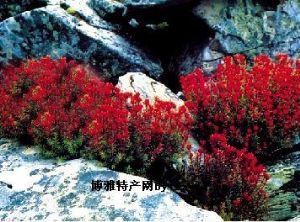  天下民宿 特产 之 西藏红景天 