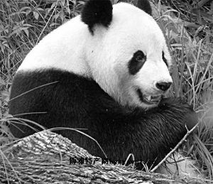  天下民宿 特产 之 秦岭大熊猫 