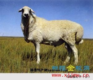  天下民宿 特产 之 乌珠穆沁羊 