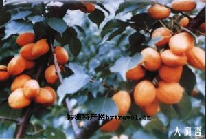  天下民宿 特产 之 “安奇”大扁杏 