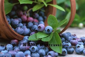  天下民宿 特产 之 梨树蓝莓 