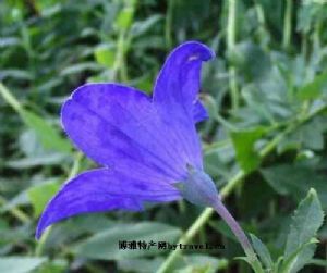 天下民宿 特产 之 紫草黄芩 